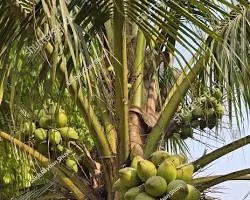 Coconut
