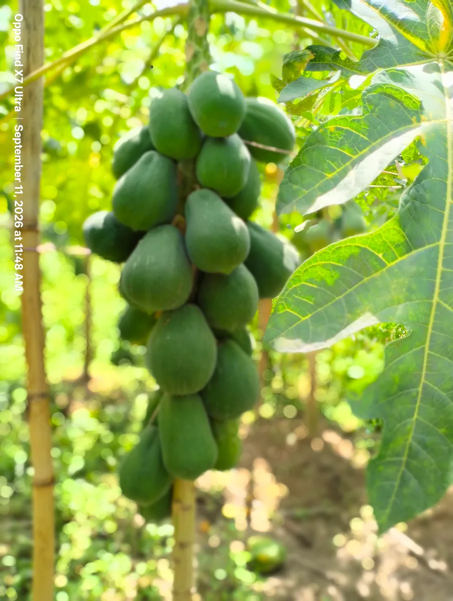 তাজা কাঁচা পেঁপে