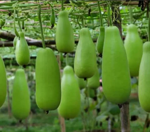তাজা লাউ