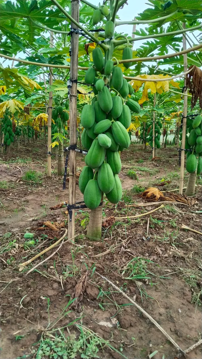 মানসম্মত  কাঁচা পেঁপে