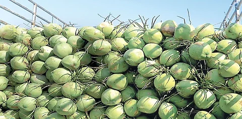 কচি ডাব