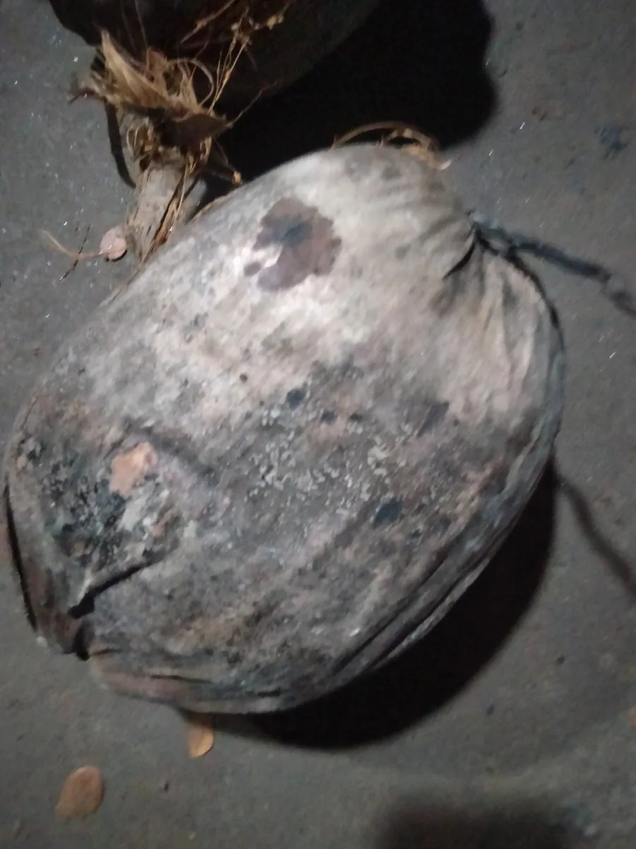 শুকনো নারিকেল