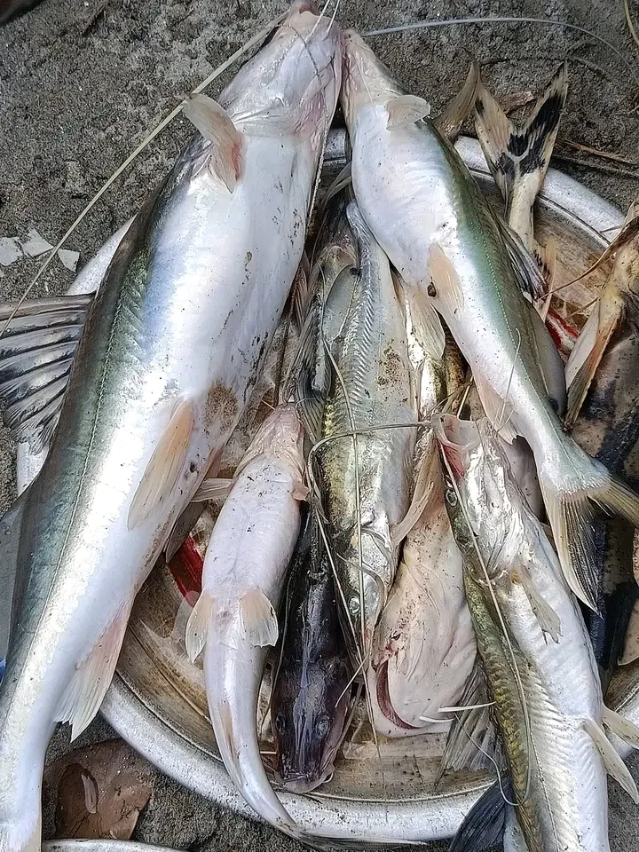 নদীর মাছ