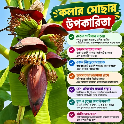 ফ্রেশ কলার মোছা