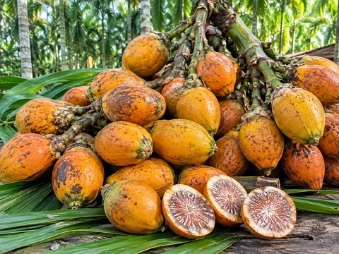 তাজা সুপারি