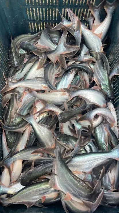 তাজা বাংলাদেশী পাঙ্গাস মাছ।