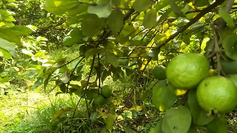 Guava , Ready for Export