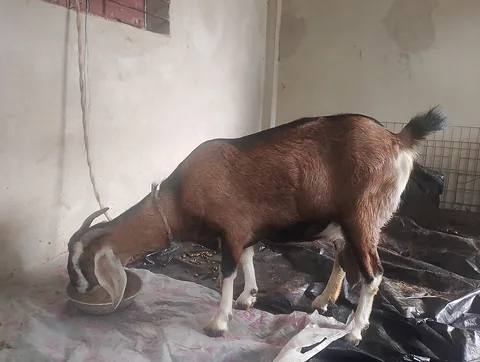 ছাগল