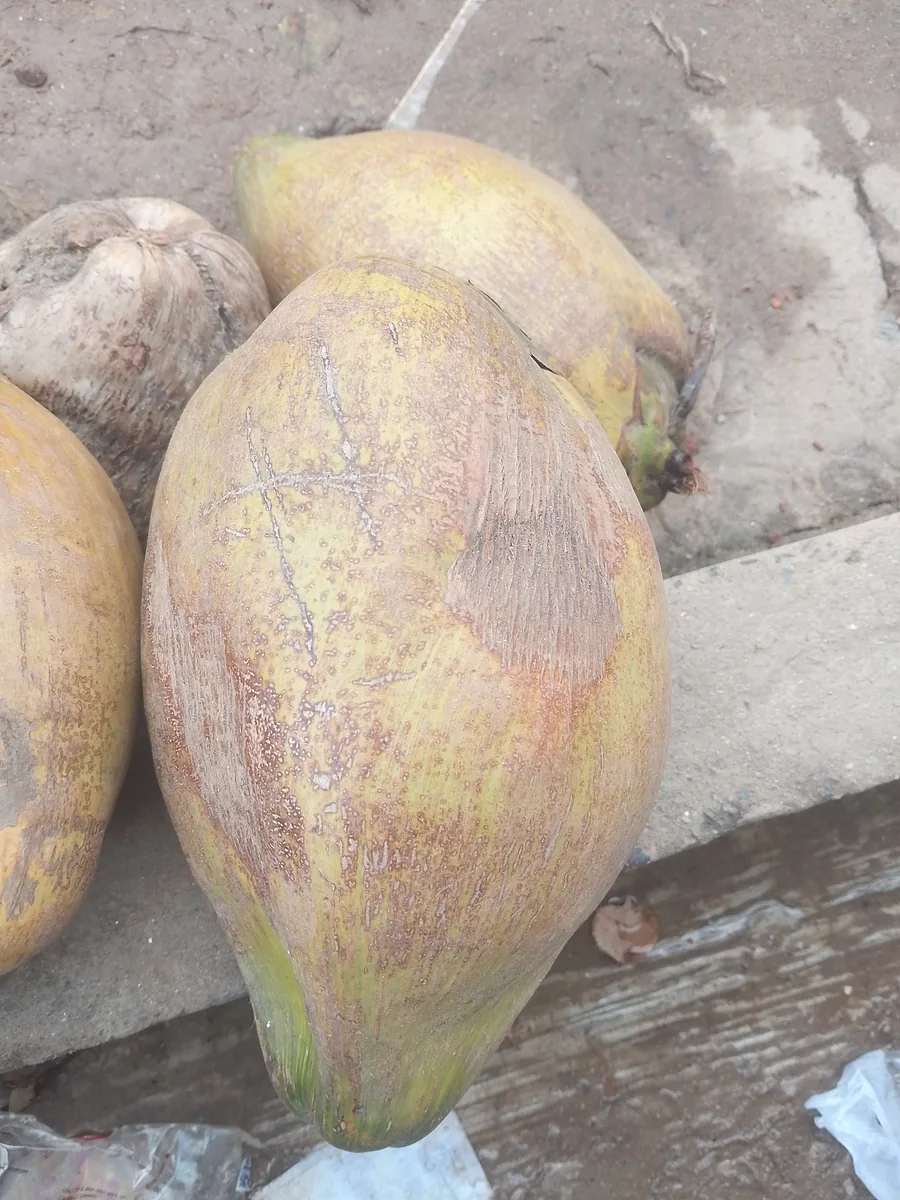 নারকেল