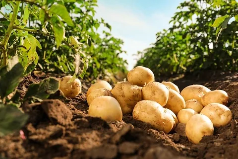Potato (Fresh Premium Quality)