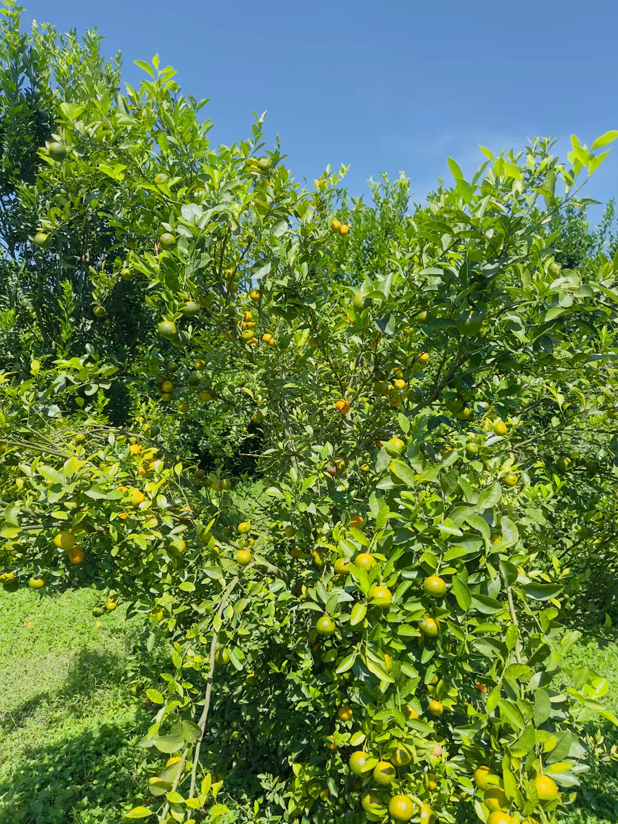 একদম গাছে পাকা ফ্রেশ লেবু কমলা মালটা