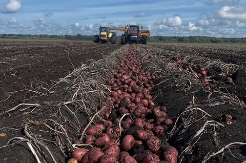 Red Potato