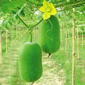 Ash Gourd