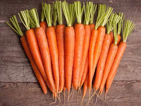 Fresh Carrot (Daucus carota)