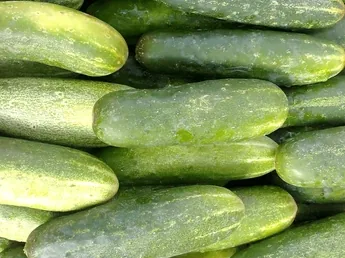 Fresh Cucumber (Cucumis sativus)