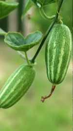 Pointed gourd