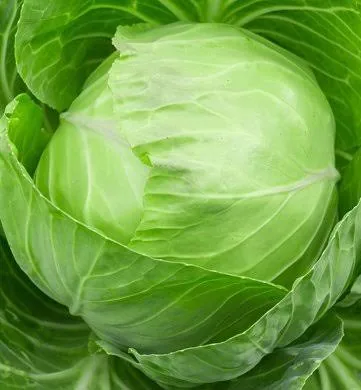 Cabbage(bandhakopi)