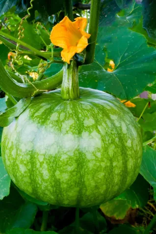 Green pumpkin