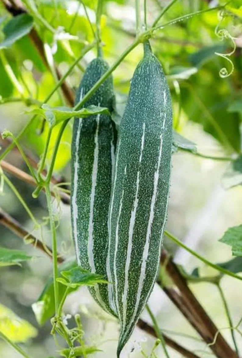 Snake gourd