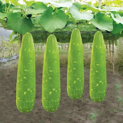 Bottle gourds