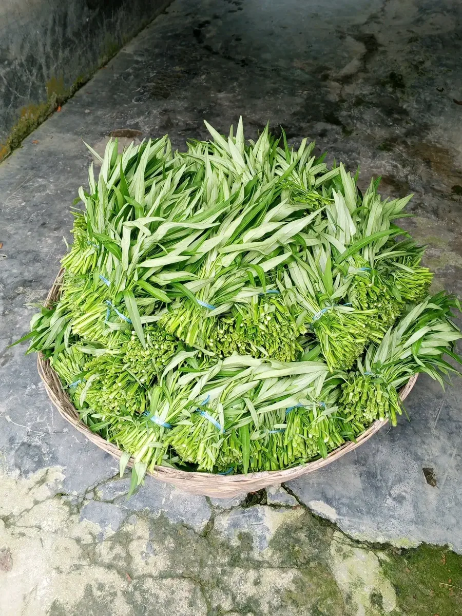 কলমি শাক