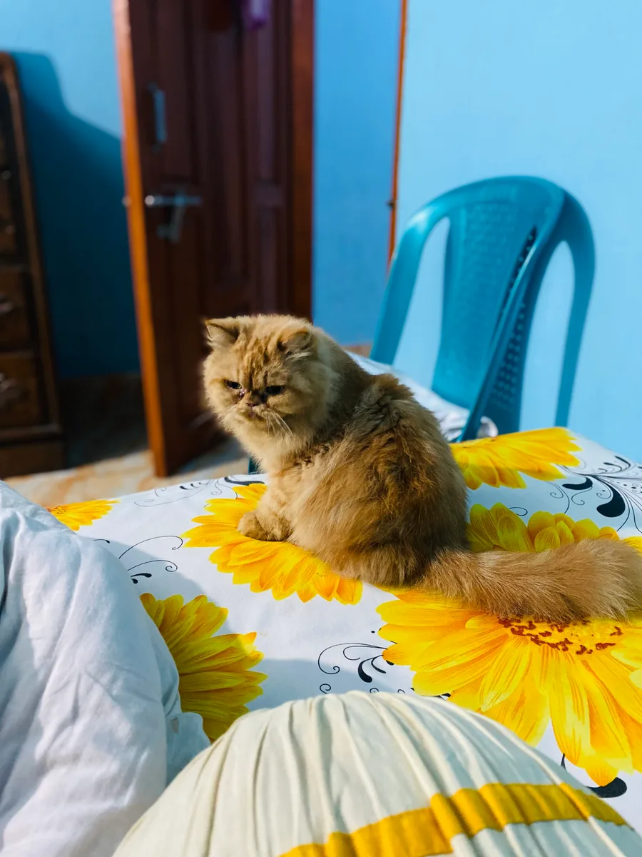 Cat for sale