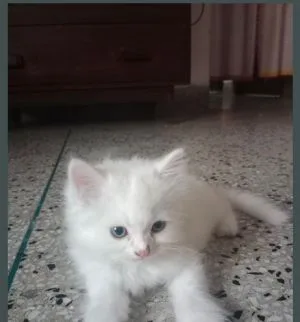 Persian cat