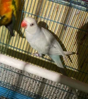 Ringneck parrot female