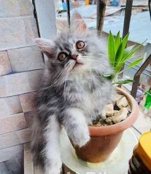 Pure persian