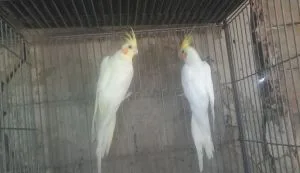 কাকটেল পাখি বিক্রি