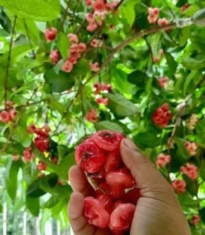 ফলের গাছ বিক্রি হবে
