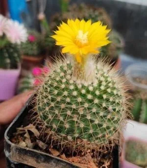 Cactus plants