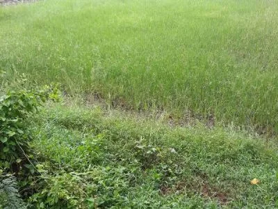 ১৪ শতক জমি বিক্রয় হবে