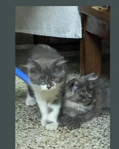 Two persian cat