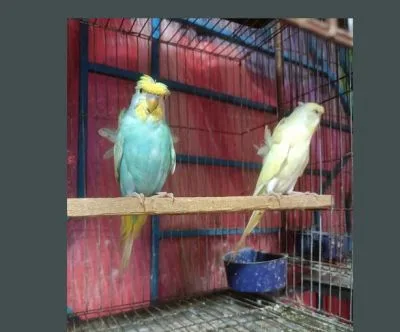 2 জোড়া জেপি বাজ্রিগার