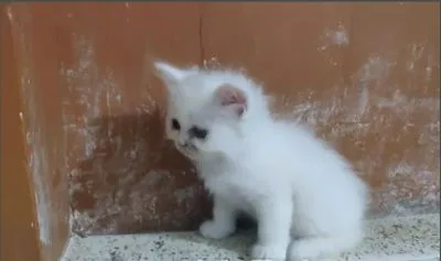 Mix and pure bread persian kittens