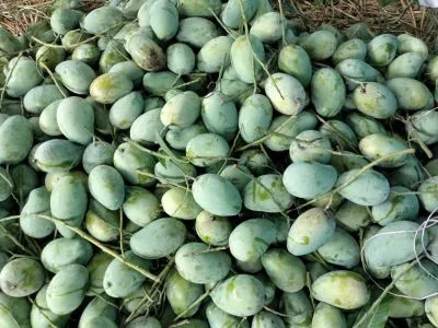 আম