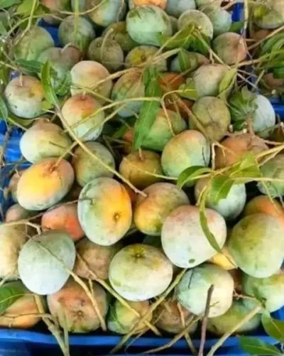 আম
