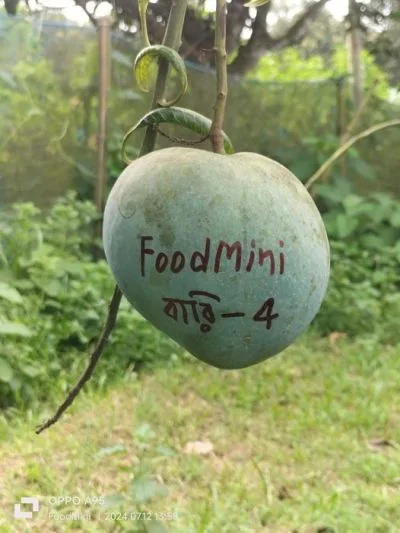 আম