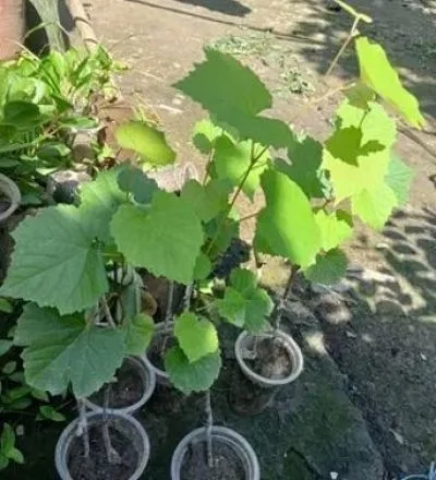 ব্রান্ডিট আঙ্গুর গাছ