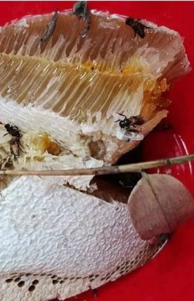 প্রাকৃতিক চাঁকের মধু