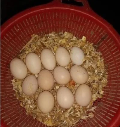 দেশি মুরগির ডিম