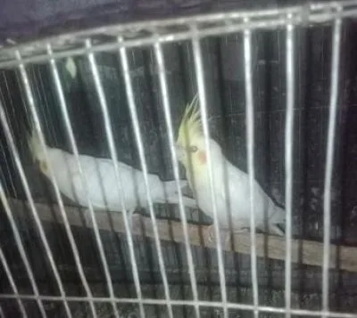 রানিং লোটিনো কোকাটেল