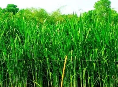 জারা ঘাস