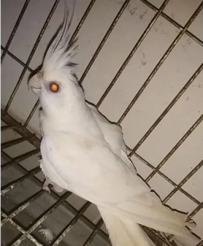 ককাটেল পাখি