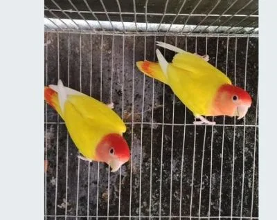 Master pair love bird