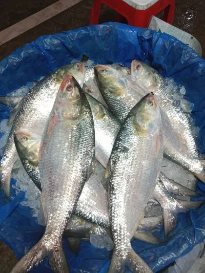 ইলিশ