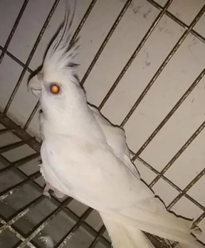 ককাটেল পাখি