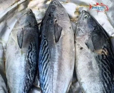 সাগরের টুনা মাছ