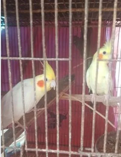 ককাটেল